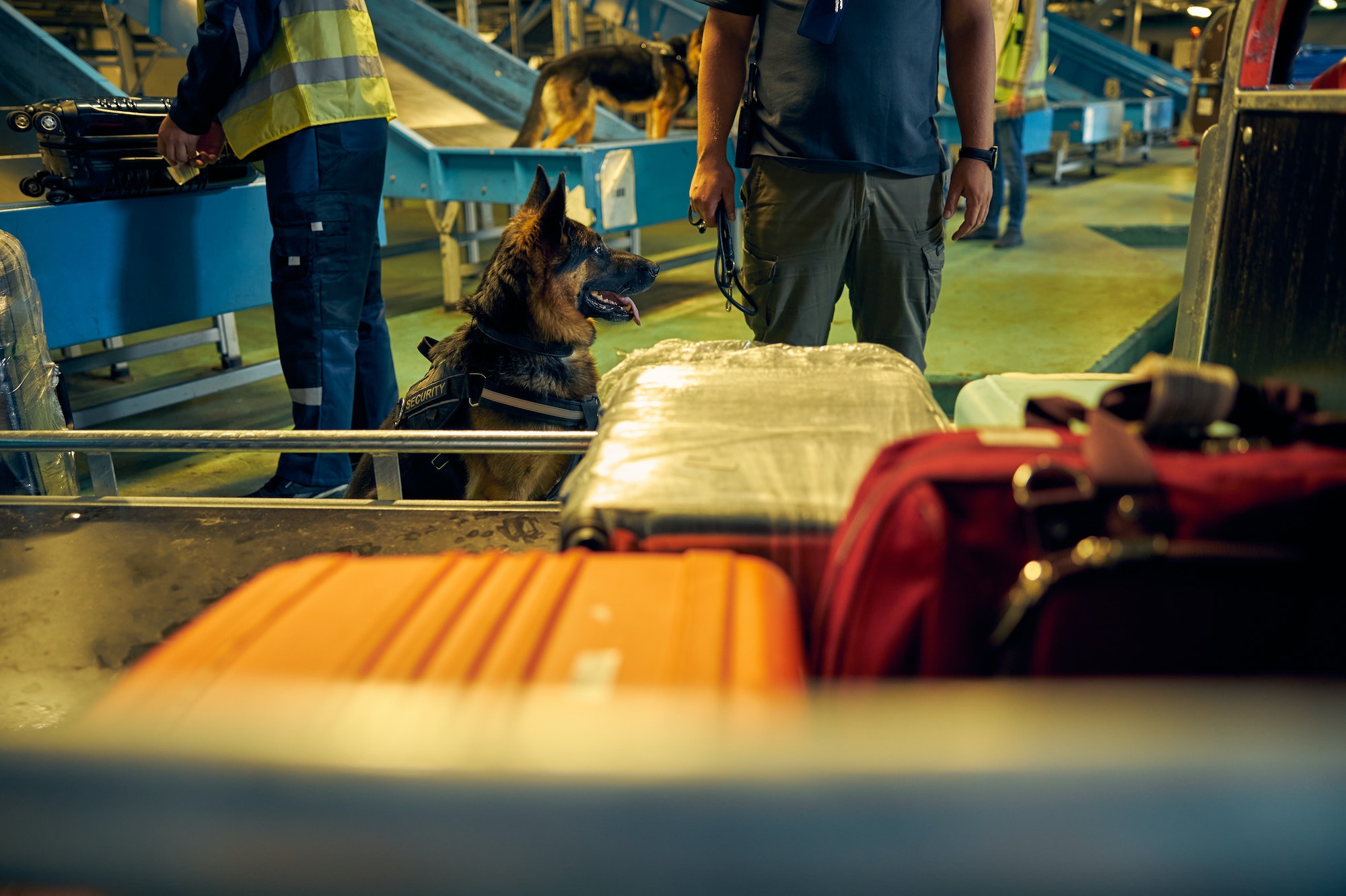 Border service officers with dogs checking passengers luggage